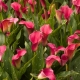 Types and varieties of calla lilies
