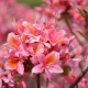 Types et variétés de rhododendrons