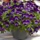 Viola ampelous: caractéristiques, plantation et entretien