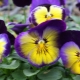 Viola großblumig: Anbaumerkmale und Sortenbeschreibung