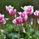 All about cyclamen