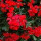 All about blood red geranium
