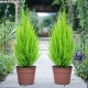 All about indoor cypress