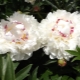 All about the peonies of the Festival