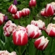 All about peony tulips