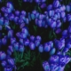 كل شيء عن زهور التوليب الزرقاء والزرقاء