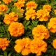 Alles über orangefarbene Ringelblumen