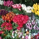 Forcer les tulipes d'ici le 8 mars à la maison