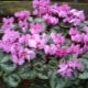 Growing cyclamen from seeds