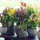 Calla-Lilien aus Samen zu Hause anbauen