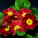 Growing primrose from seeds at home