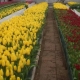 Cultivo de tulipanes en invernadero.