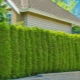Fast-growing thuja: varieties for hedges in the country