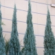 Blue thuja: varieties, tips for choosing, planting and care