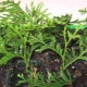 How to properly grow thuja from seeds at home?