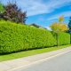 How to make a thuja hedge?