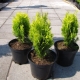 Dwarf thuja: varieties, tips for choosing, planting and care