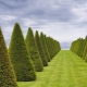 Review of popular types and varieties of thuja