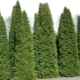 Pyramidal thuja: description, types and cultivation