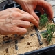 The subtleties of thuja propagation by cuttings in spring