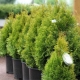 Thuja eastern: varieties, selection, planting and care