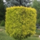 Thuja western Yellow Ribbon: description and subtleties of cultivation