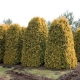 Thuja western Sankist: description of the variety, planting and care features