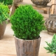 Thuja western Teddy: description, planting and care