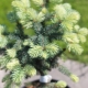 Spruce Belobok (Bialobok): beschrijving, aanplant, verzorging en reproductie