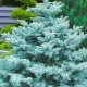 Spruce Blue diamond: beschrijving, kenmerken van planten en verzorgen, reproductie