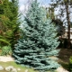 Spruce Fat Albert: beschrijving, kenmerken van planten en verzorgen, reproductie