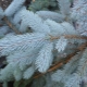 Spruce Hoopsi: descripción, características de plantación, cuidado y reproducción.