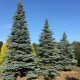 Spruce Koster: descripción, plantación y cuidado, características de reproducción.