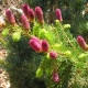 Spruce Lucky strike: descripción, plantación y reproducción.