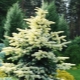 Spruce Maygold：描述，种植和护理特征，繁殖
