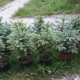 Spruce Misty blue: descrizione, semina e cura, caratteristiche di allevamento