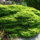 Spruce Nidiformis: kenmerken en aanbevelingen voor het kweken