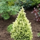 Dwarf spruce: description, varieties and care recommendations