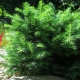 شجرة التنوب الصربية كاريل: الوصف والغرس والرعاية