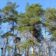 Angarsk pine: description and difference from the usual