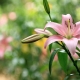 Asiatische Lilie: Sorten, Pflanzen und Pflege
