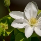 Clematis alb: soiuri și cultivare
