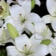 Weiße Lilien: Sorten und Anbau