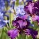 Iris barbus: variétés, plantation et soins