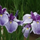 ¿Cómo y cómo alimentar correctamente los iris?