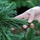 What is the difference between fir and spruce?