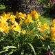 What is the difference between lilies and daylilies?
