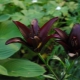 Schwarze Lilien: die besten Sorten und Merkmale ihrer Kultivierung