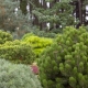 Okrasná borovice: druh s popisem, výběrem a pěstováním