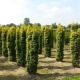 Yew tree: varieties and cultivation features